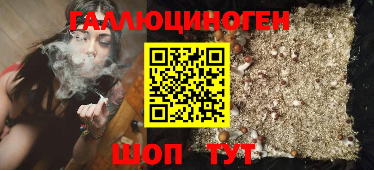 Галлюциногенные грибы Psilocybe Всеволожск