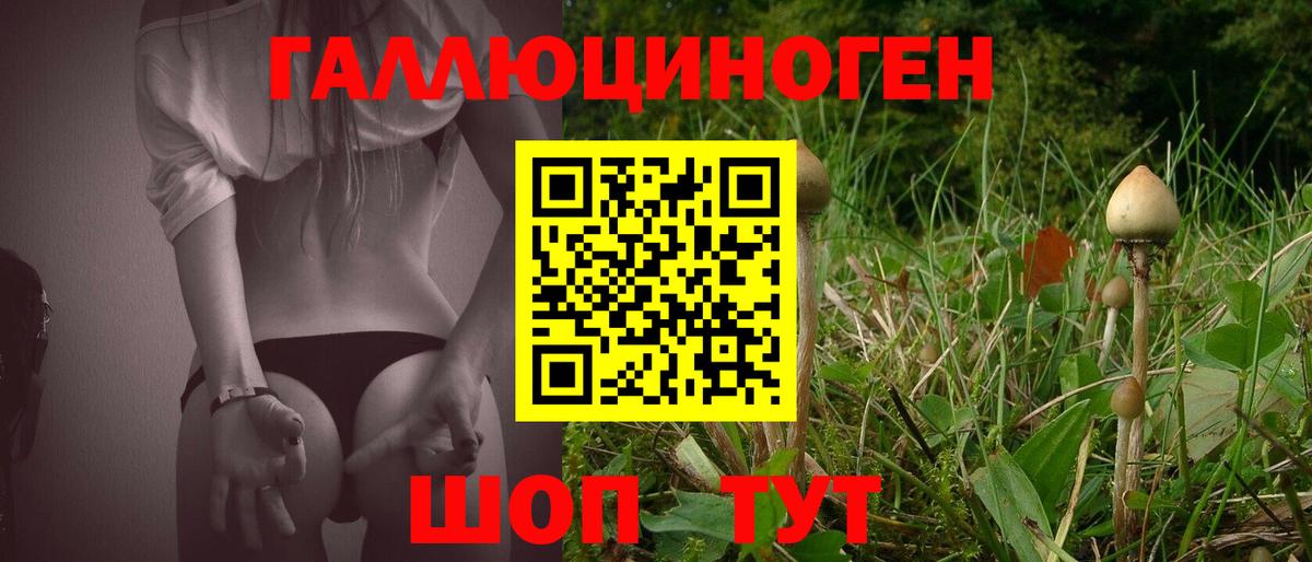 Псилоцибиновые грибы Psilocybe Всеволожск